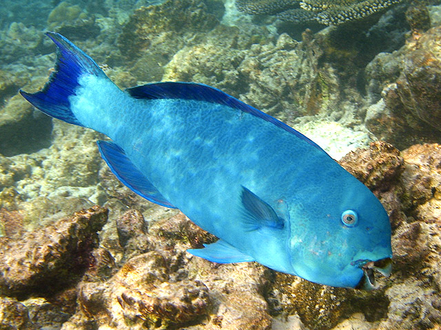 (Chlorurus) Род ХЛОРУРУСЫ 17 видов